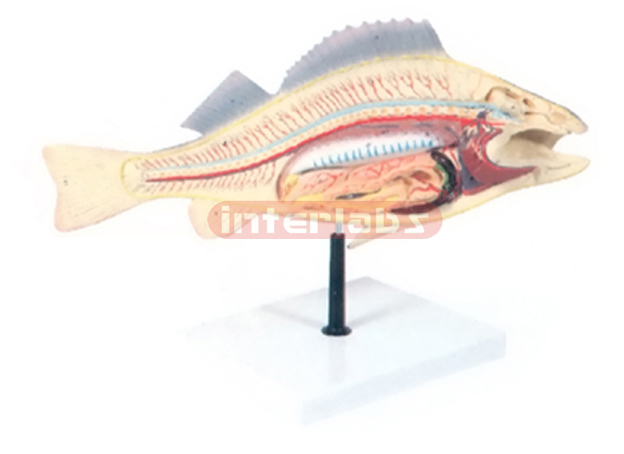 FISH ANATOMY (PERCH)